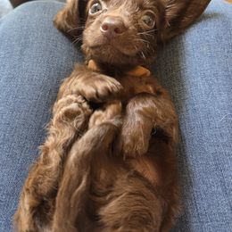 Dachshund Puppies from Mobile Mini Dachshunds