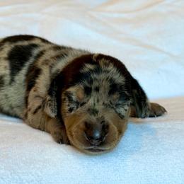 Girl 2 - Dapple female Dachshund puppy in Hollidaysburg, Pennsylvania from Weenie Bros