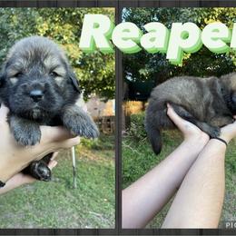 Neapolitan Mastiff and Tibetan Mastiff Puppies from Carolina Coastal Mastinos