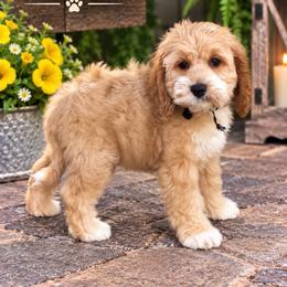 Zadkiel - Red and white male Cockapoo puppy in Holton, Indiana from MoonShine Babies