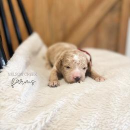 Clover - Apricot male Maltipoo puppy in Huntsville, Texas from Nelson Creek Farms