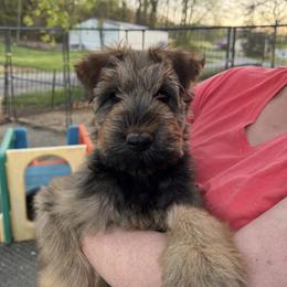 Brey - Tawny male Briard puppy in Spring Grove, North Carolina from Briards De Bejaune