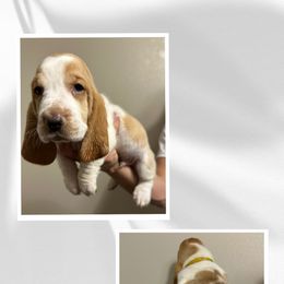 Basset Hound Puppies from Mariah Ochoa