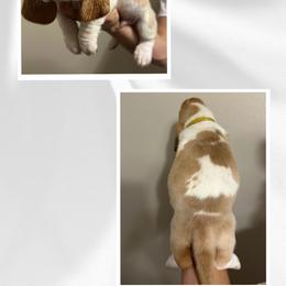 Basset Hound Puppies from Mariah Ochoa