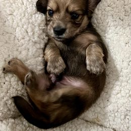 Dachshund Puppies from Island Farms Mimi’s Dachshunds Florida