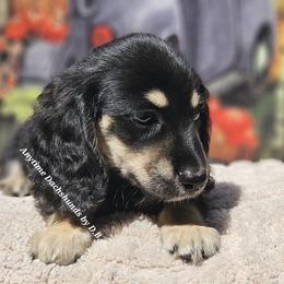 Jimmy (2900) - Black and cream male Dachshund puppy in Ovett, Mississippi from Anytime Dachshunds by D.B.
