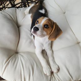 Saga - Black tan and white male Beagle puppy in Texas, Texas from Beagles For Home