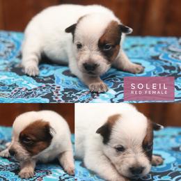 Soleil - Red speckled female Australian Cattle Dog puppy in Gatlinburg, Tennessee from Greenbrier