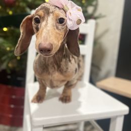 Dachshund Puppies from Winsor Family Dachshunds