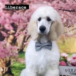 Poodle Puppies from Barbi's Standards
