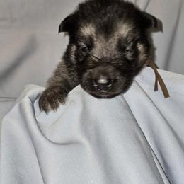 Shiloh Shepherd Puppies from Heritage Shilohs