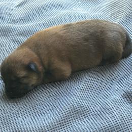 Cedar - Red female Shiba Inu puppy in Florence, Oregon from Sunbeam Shiba Inus
