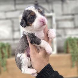 Bernedoodle puppies from Farquharson's Poodles&Doodles