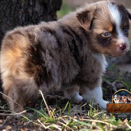 Miniature American Shepherd, Miniature Australian Shepherd, and Toy Australian Shepherd Puppies from Best Little Aussies