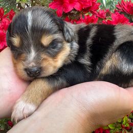 AKC Americano (Natural Tail) - Blue merle male Australian Shepherd puppy in Jonesborough, Tennessee from 5AFarms