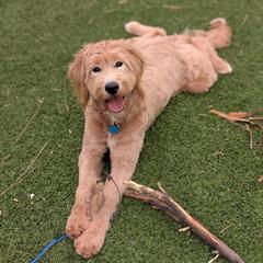 Bernedoodle, Goldendoodle, and Golden Mountain Doodle Puppies from Sonoran Standard Doodles