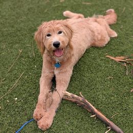 Bernedoodle, Goldendoodle, and Golden Mountain Doodle Puppies from Sonoran Standard Doodles
