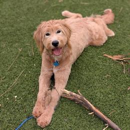 Bernedoodle, Goldendoodle, and Golden Mountain Doodle Puppies from Sonoran Standard Doodles