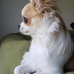 Chihuahuas from Limelight Chihuahuas