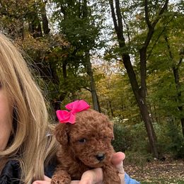 Betty - Red  female Poodle puppy in Mint Hill, North Carolina from DoodleForever