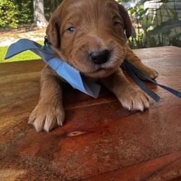 Champ Bear - Red  male Goldendoodle puppy in Camden, North Carolina from Oopsie Doodles of NC