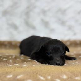 Blender - Black tri-color male Australian Shepherd puppy in Argyle, Iowa from Country Time Kennels