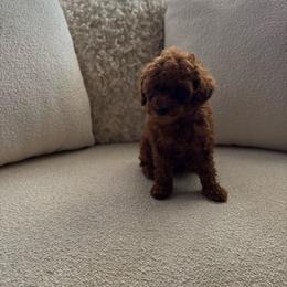 Poppy - Red  female Poodle puppy in California from Bri’s Toy Poodles