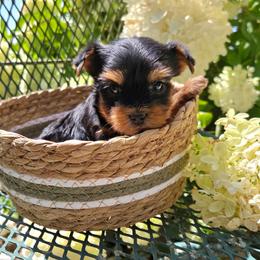 Reggie - Blue and gold male Yorkshire Terrier puppy in Monticello, Iowa from Ashley’s Puppies