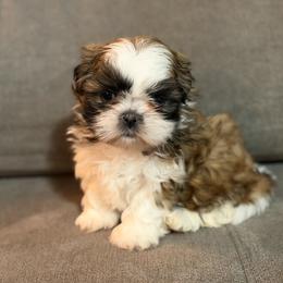 Girl - Tricolor female Shih Tzu puppy in Grandview, Tennessee from Between The Creeks Farmstead
