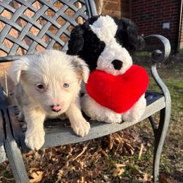 Phoenix - Blue merle female Border Collie puppy in Mckinney, Texas from Border Collies of Ruidoso