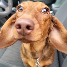 Dachshunds from Lil Bit of Wienie