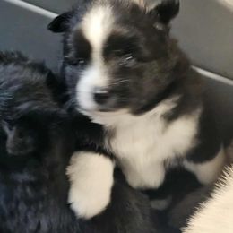 River - Black and white male Pomsky puppy in Fairfield, Vermont from Pomskies of Vermont