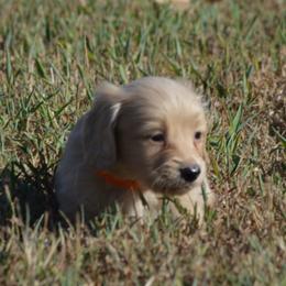 Billy - Cream male Dachshund puppy in Paris, Texas from Michel Creek Kennel