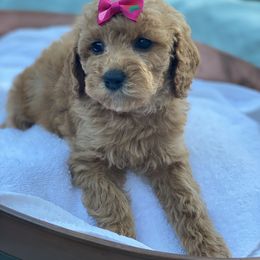 Cavapoo, Maltipoo, and Poodle Puppies from My Sweet Poodles and Doodles