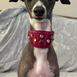 Vixen - Italian Greyhound