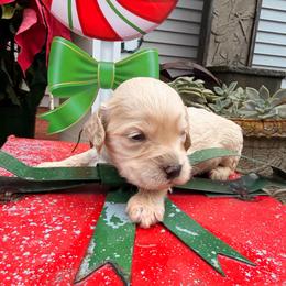 Green boy - male Goldendoodle puppy in Covington, Louisiana from MyKy Puppies