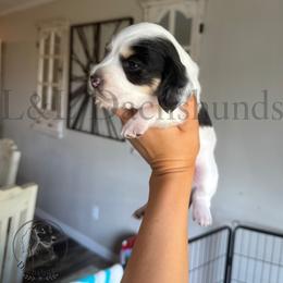 Dachshund Puppies from L&L Dachshunds