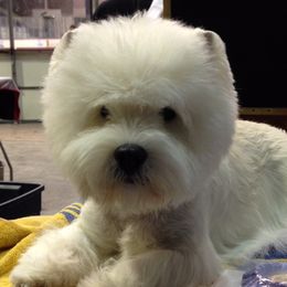 West Highland White Terriers from Terriers of Skovam