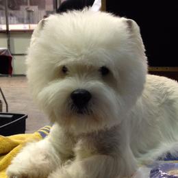 West Highland White Terriers from Terriers of Skovam