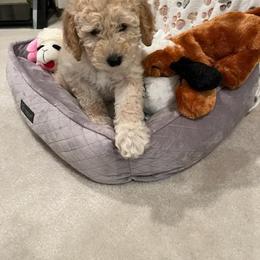 Goldendoodle Puppies from Highland Grove Doodles, LLC