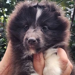 Jamie - Black and white male Shetland Sheepdog puppy in Weedsport, New York from M&M Shelties and Smooch-A-Bulls English Bulldogs