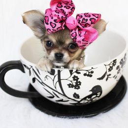 Chihuahua Puppies from Honey Bee Chihuahua’s