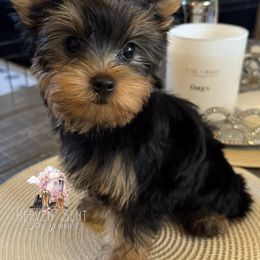 Thor - Black and gold male Yorkshire Terrier puppy in Riverside, California from Heaven_sent_toy_yorkies