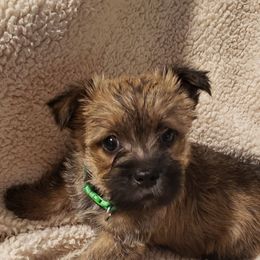 Girl 5 - Red brindle female Cairn Terrier puppy in Centerville, Texas from Cedar Forrest Terriers LLC (Cairns & Australian Terriers)