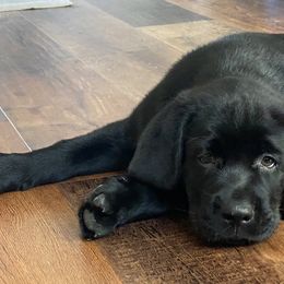 Labrador Retriever Puppies from Royal K Labradors