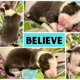 Border Collie Puppies from Pam's Dog Academy & Border Collies