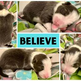 Border Collie Puppies from Pam's Dog Academy & Border Collies