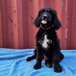 Flower - Black female Labradoodle puppy in Elizabeth City, North Carolina from Howdy Doodles