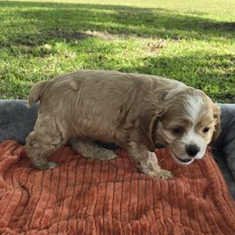 DUKE - Buff male Cocker Spaniel puppy in Alford, Florida from Gates Cocker Spaniels