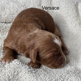 Versace - Red  female Goldendoodle puppy in Colorado Springs, Colorado from Pikes Peak Doodles